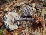 Strobilomyces confusus image