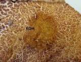 Leccinum rugosiceps image