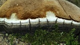 Phellinus tremulae image