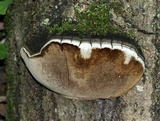 Phellinus tremulae image