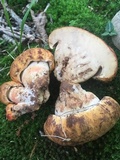 Gyroporus ballouii image