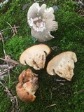 Gyroporus ballouii image