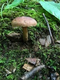 Aureoboletus innixus image