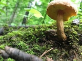 Aureoboletus innixus image