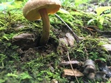 Aureoboletus innixus image