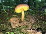 Aureoboletus innixus image