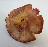 Russula mutabilis image