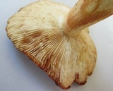 Russula mutabilis image