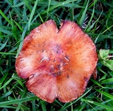 Russula mutabilis image
