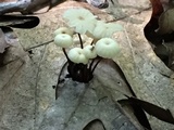 Marasmius capillaris image