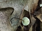 Marasmius capillaris image