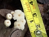 Marasmius capillaris image