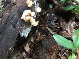 Crepidotus crocophyllus image