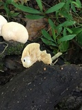 Crepidotus crocophyllus image