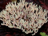 Ramaria apiculata image
