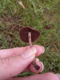 Panaeolus fimicola image
