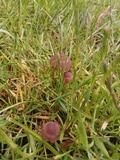 Panaeolus fimicola image