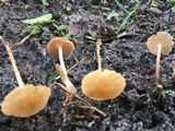 Collybiopsis subpruinosa image