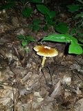 Amanita banningiana image