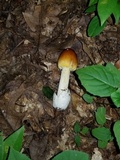 Amanita banningiana image