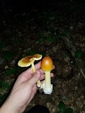 Amanita banningiana image