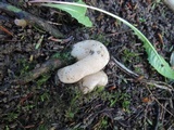 Sarcosphaera coronaria image