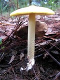 Amanita sect. Vaginatae image