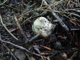 Sarcosphaera coronaria image