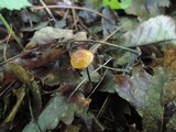 Rhizomarasmius pyrrhocephalus image