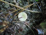 Rhizomarasmius pyrrhocephalus image