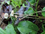 Crinipellis setipes image