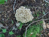 Polyporus umbellatus image