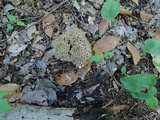 Polyporus umbellatus image