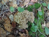 Polyporus umbellatus image