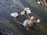 Marasmiellus praeacutus image