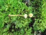 Rickenella fibula image