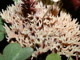 Ramaria apiculata image