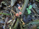 Microstoma floccosum image