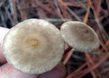Xerula hispida image