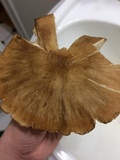Megacollybia rodmanii image