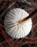 Xerula hispida image
