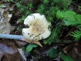 Hygrophorus laurae image