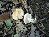 Hygrophorus laurae image