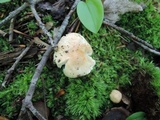 Hygrophorus laurae image