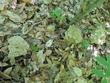 Polyporus umbellatus image