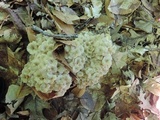 Polyporus umbellatus image