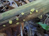 Dacrymyces minor image