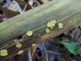 Dacrymyces minor image