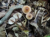Gymnopus semihirtipes image