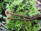Gymnopus semihirtipes image